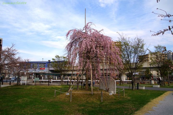 三郷中央駅前のべにしだれ桜