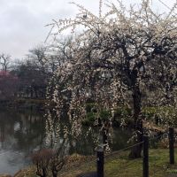 梅まつり2015＠市川市じゅんさい池緑地公園